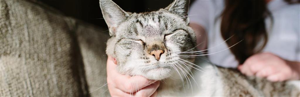 Annie and Scotch<br/>Protected by Pets Best since 2012<br/><a href="/customer-stories">Read their story here</a>