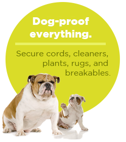 pullquote-dogproof-everything