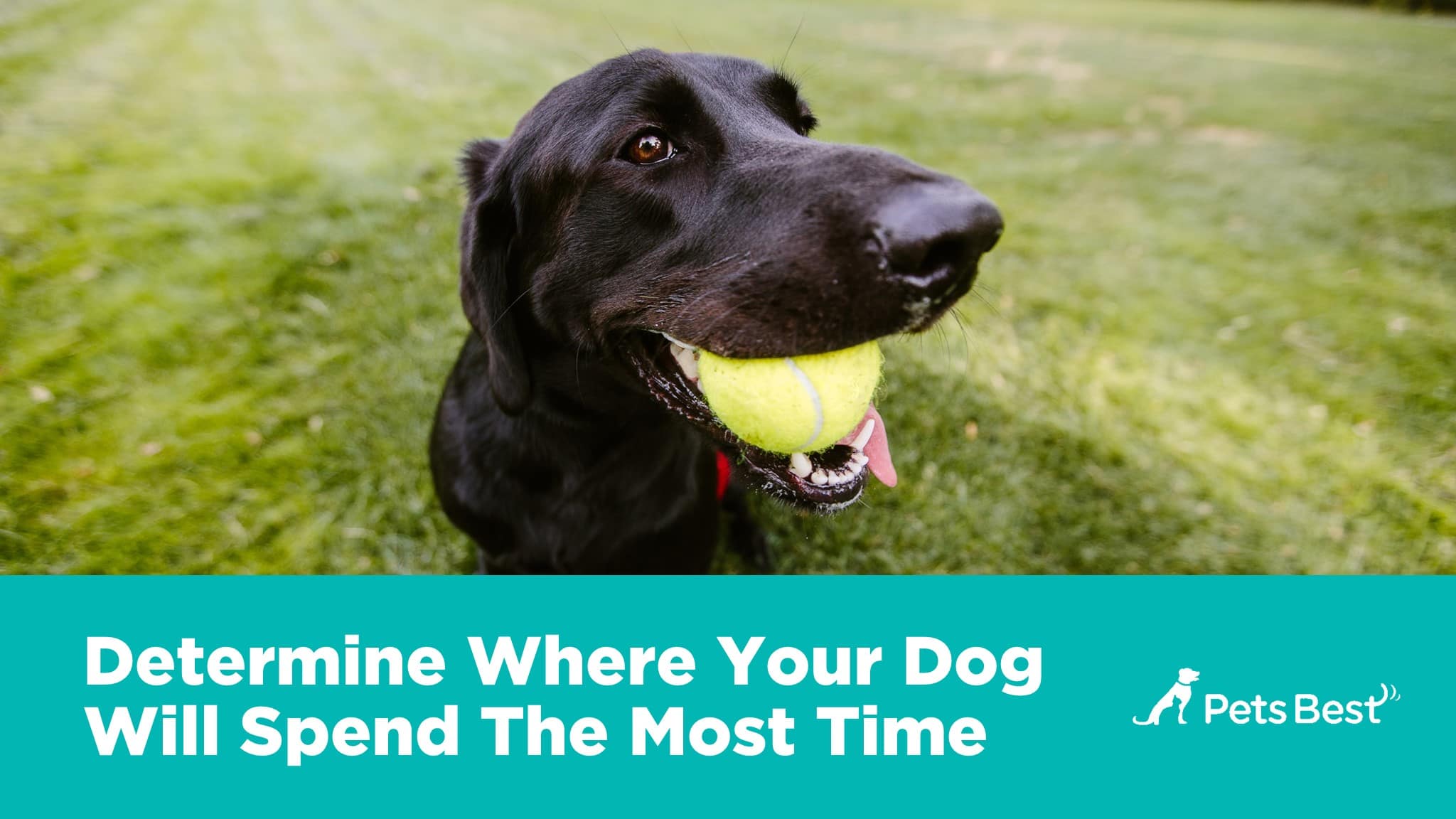 Where Your Dog Will Stay